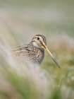 Magellanic Snipe. Sea Lion Island, spring Art Print